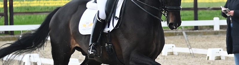 Dressuurpaard